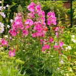 Sidalcea 'Candy Girl'