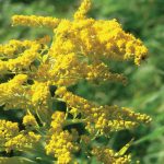 Solidago canadensis 'Goldkind'