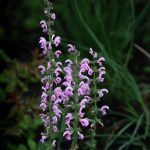 Salvia 'Eveline'