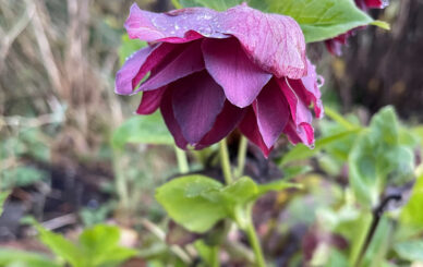 Helleborus Herbaceous Border Winter Preparation