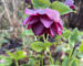 Helleborus Herbaceous Border Winter Preparation