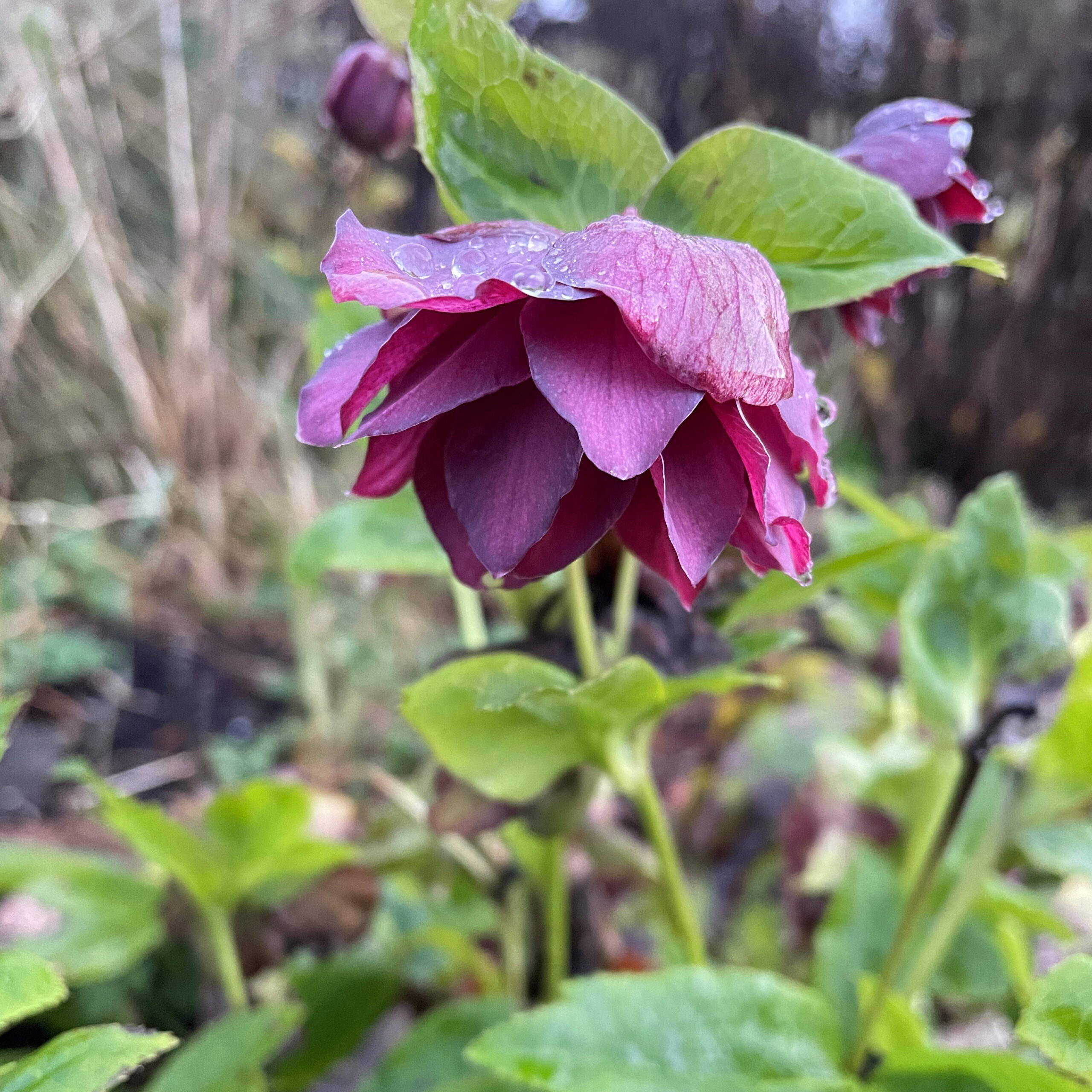 Helleborus Herbaceous Border Winter Preparation