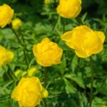 Trollius Lemon Queen