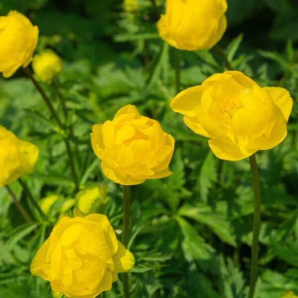 Trollius Lemon Queen