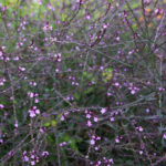 Verbena off. Bampton