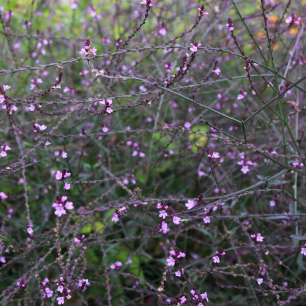 Verbena off. Bampton