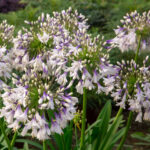 Agapanthus Fireworks
