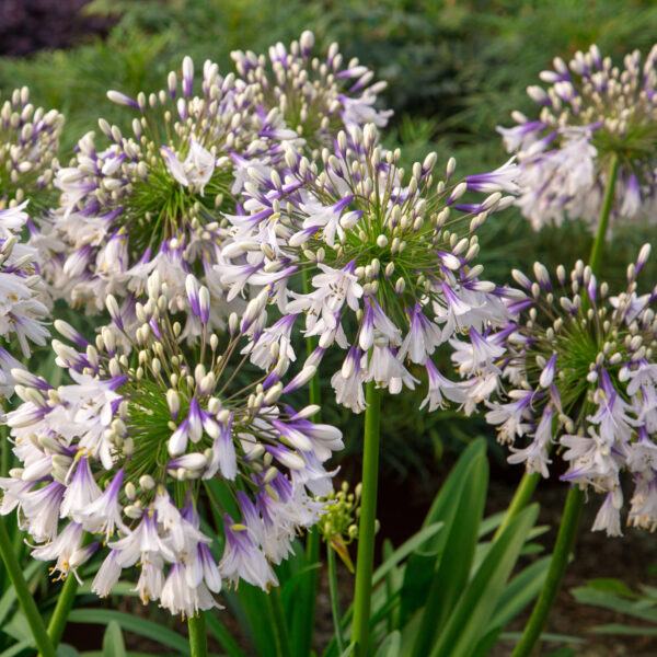 Agapanthus Fireworks