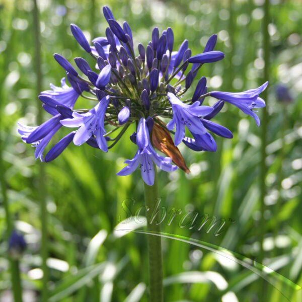 Agapanthus Purple Cloud