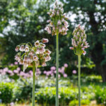 Allium nectaroscordum siculum