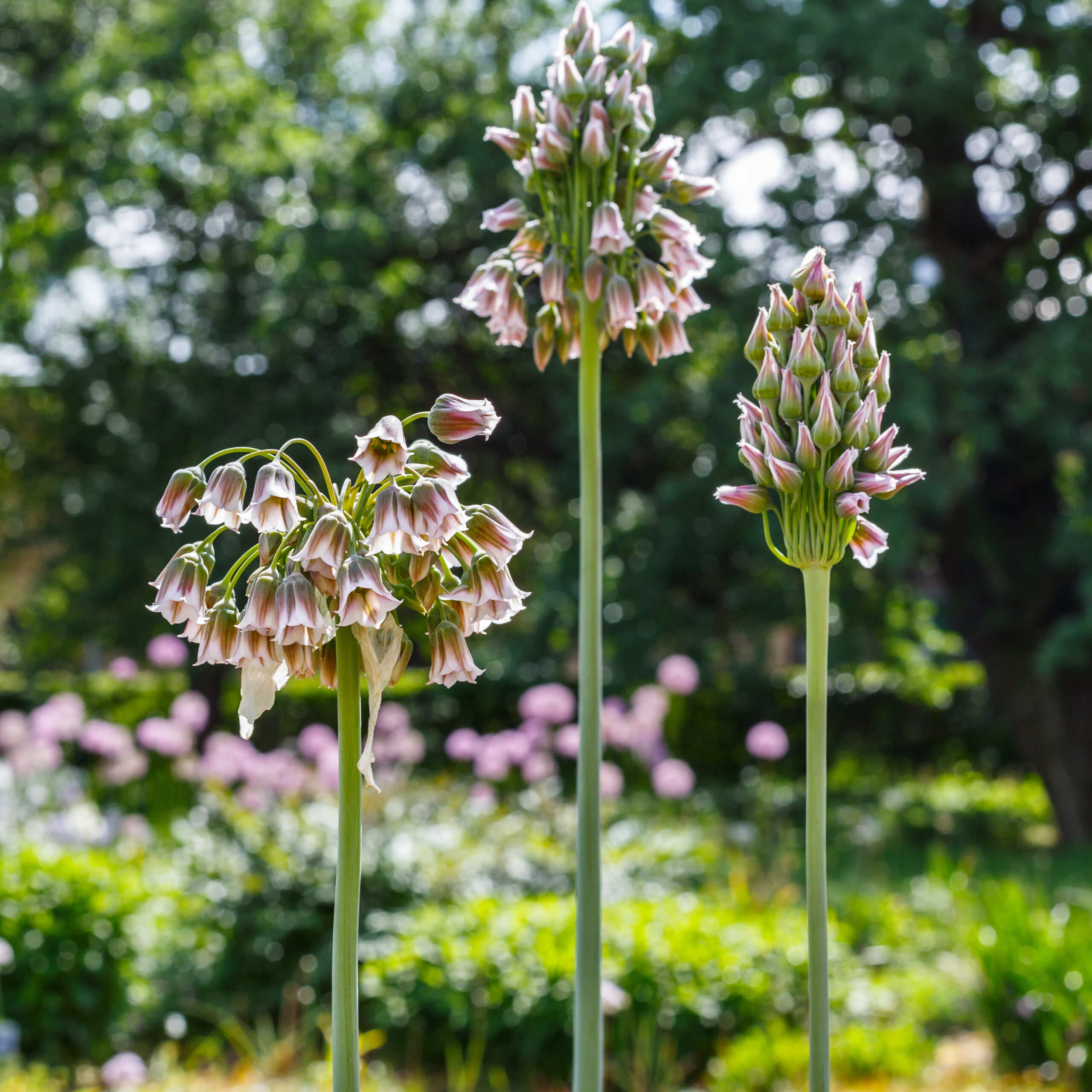 Allium nectaroscordum siculum Allium nectaroscordum siculum