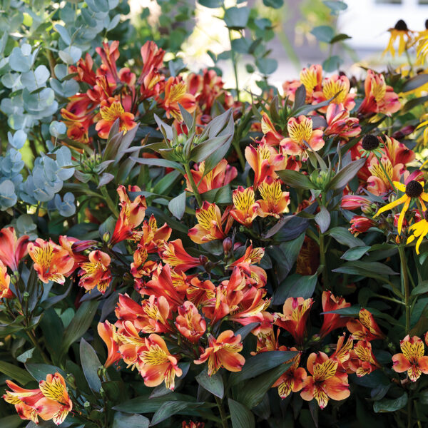 Alstroemeria Indian Summer