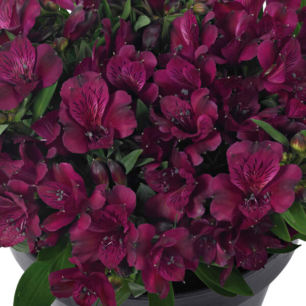 Alstroemeria Inticancha Dark Purple