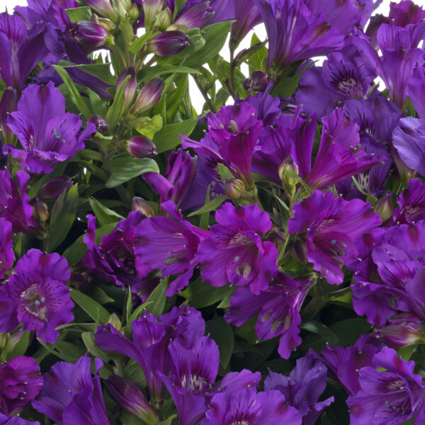 Alstroemeria Inticancha Indigo