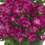 Alstroemeria Inticancha Machu
