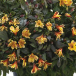 Alstroemeria Summer Breeze