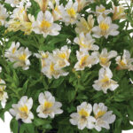 Alstroemeria Summer Sky
