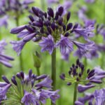 Agapanthus Poppin' Purple