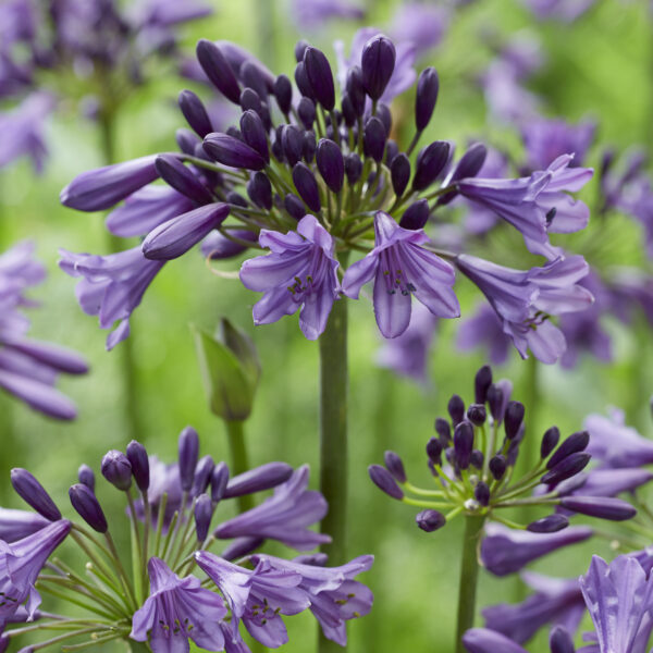 Agapanthus Poppin' Purple