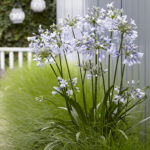 Agapanthus africanus Twister