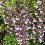 Acanthus White Lips