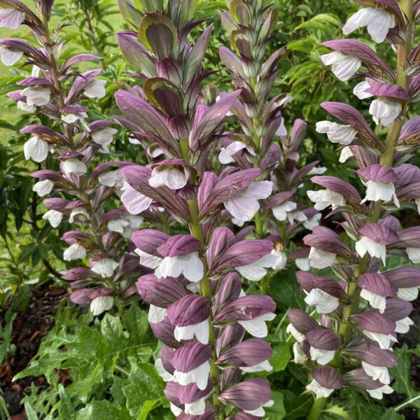 Acanthus White Lips