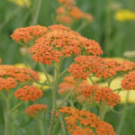 Achillea millefolium 'Terracotta'