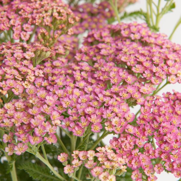Achillea millefolium Milly Rock Pink