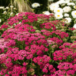 Achillea millefolium Milly Rock Rose