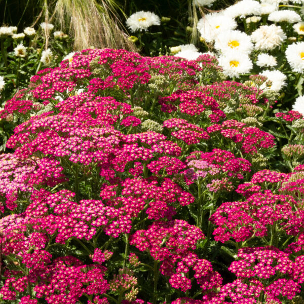 Achillea millefolium Milly Rock Rose