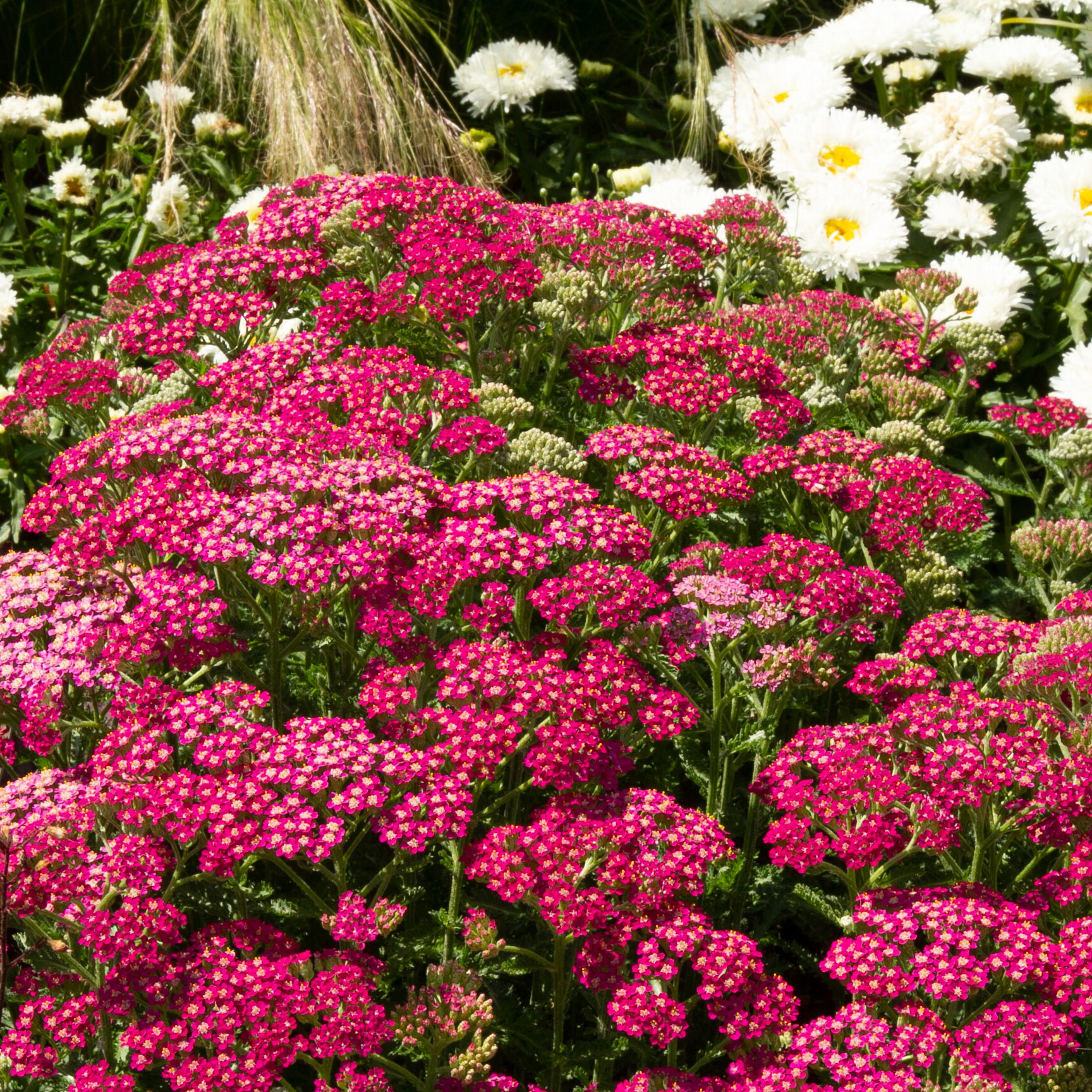 Achillea millefolium Milly Rock Rose Achillea millefolium Milly Rock Rose