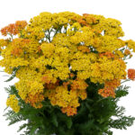 Achillea millefolium Milly Rock Yellow Terracotta