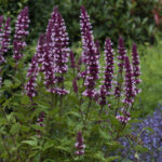Agastache Beelicious Pink