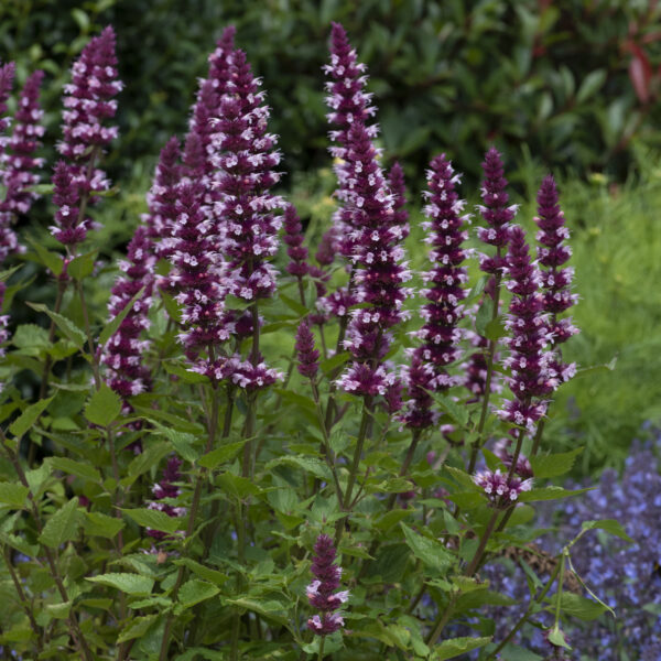 Agastache Beelicious Pink