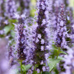 Agastache Little Adder