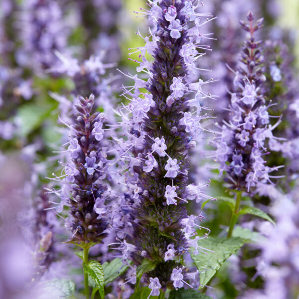 Agastache Little Adder