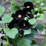 Alcea nigra