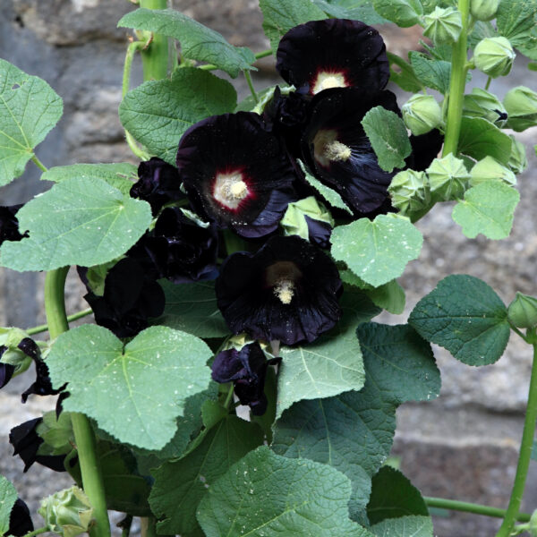 Alcea nigra