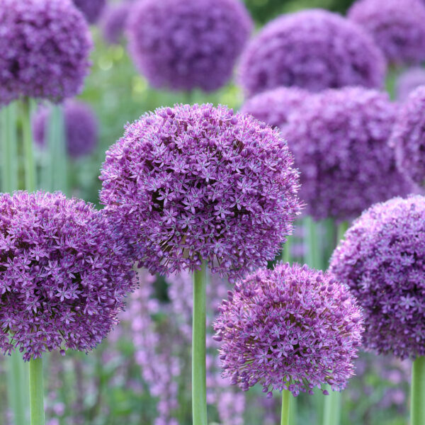 Allium Gladiator