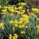 Allium Moly