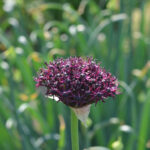 Allium atropurpureum