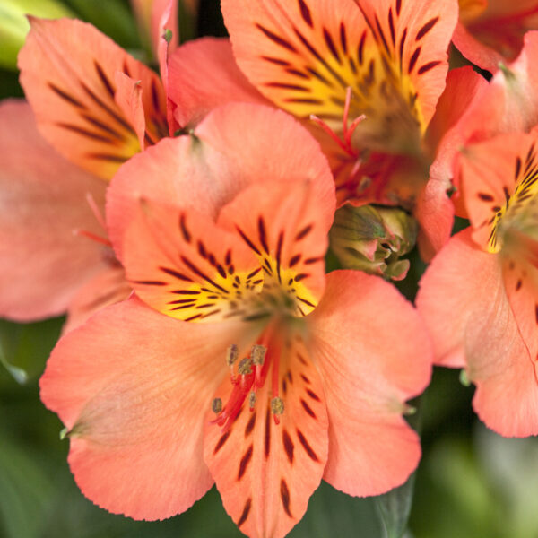 Alstroemeria Colorita Eliane Orange