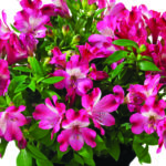 Alstroemeria Inticancha Romance