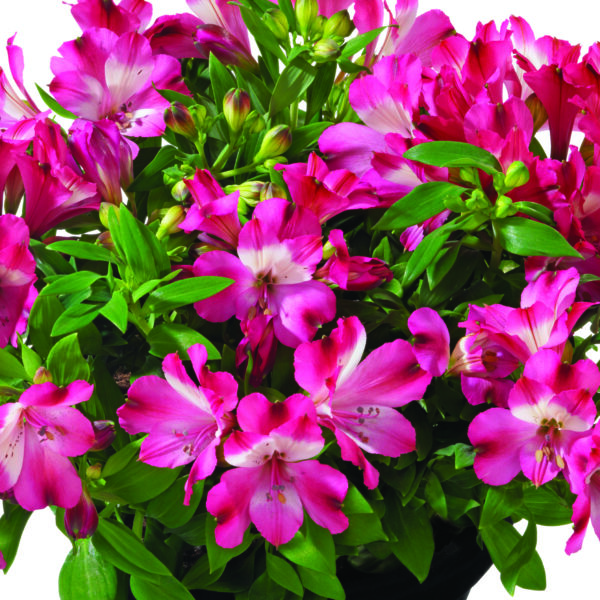 Alstroemeria Inticancha Romance