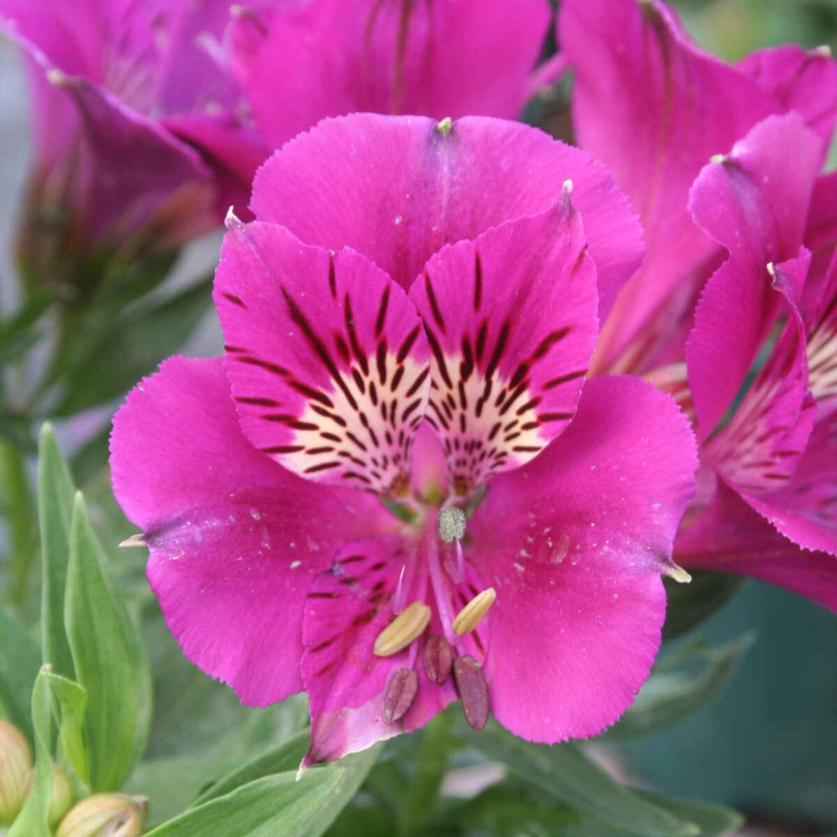 Alstroemeria Colorita Tamara